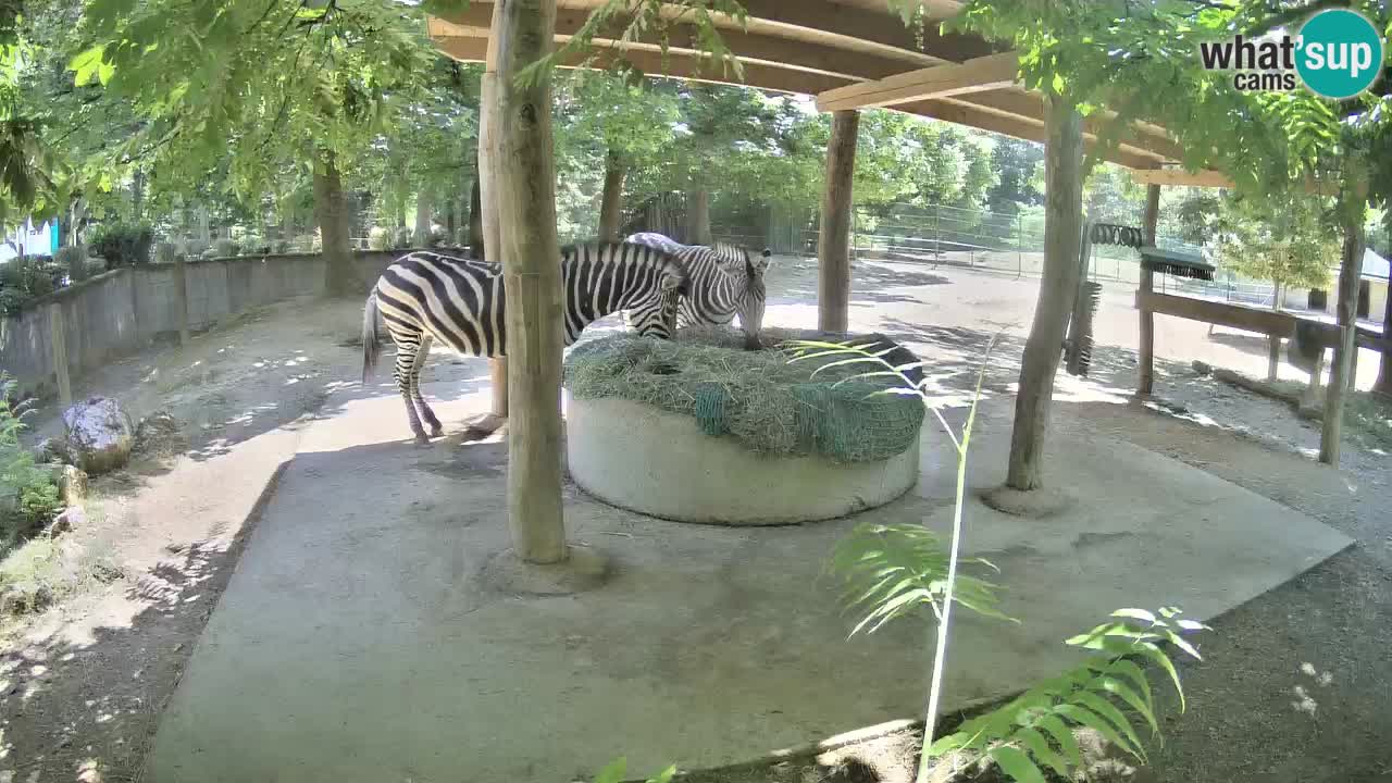 Live webcam Zebras in Ljubljana ZOO – Slovenia