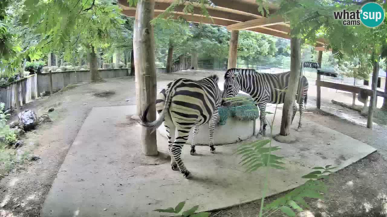 Le Zebre nello ZOO di Ljubljana – Slovenia Live webcam