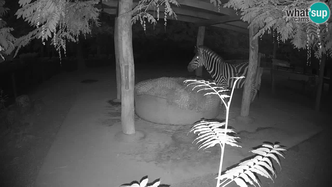 Zebre v živo v živalskem vrtu Ljubljana ZOO spletne kamere
