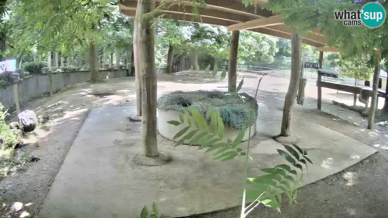 Zebre v živo v živalskem vrtu Ljubljana ZOO spletne kamere