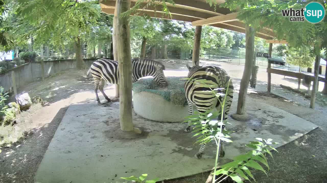 Web kamera uživo Zebras u ZOO Ljubljana – Slovenija
