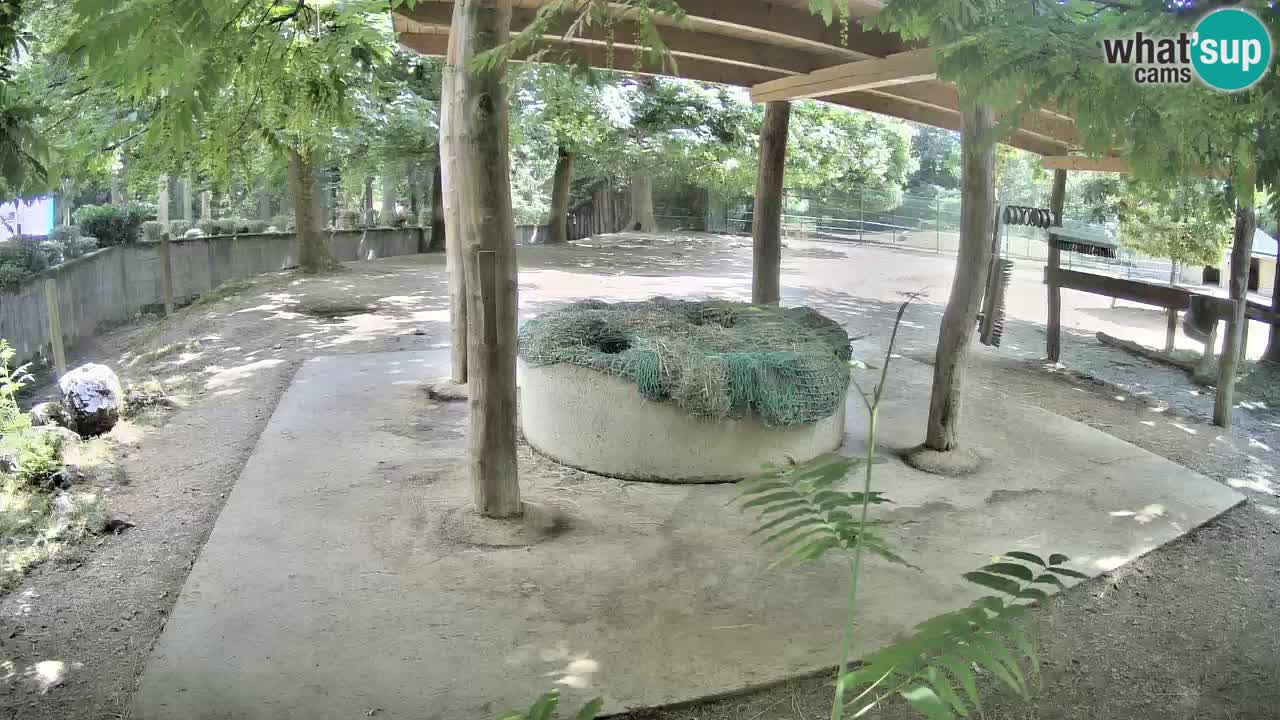 Zebre v živo v živalskem vrtu Ljubljana ZOO spletne kamere