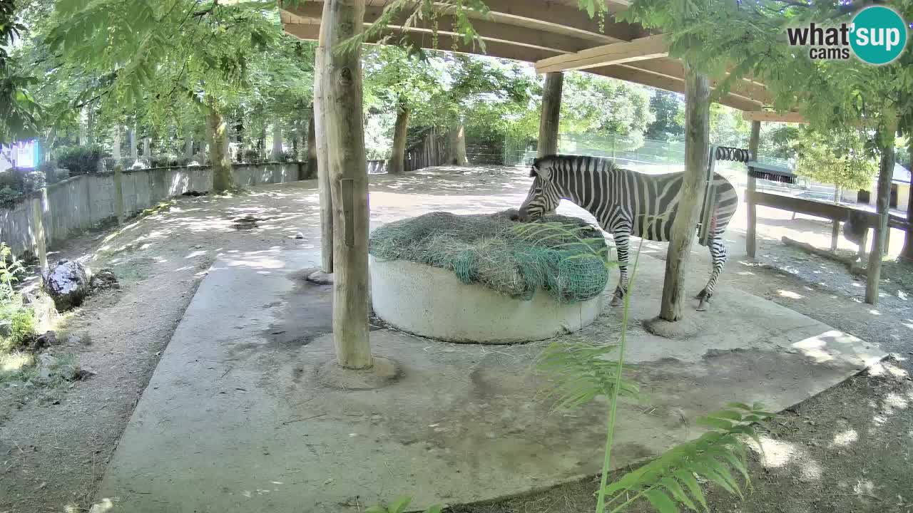 Zebre v živo v živalskem vrtu Ljubljana ZOO spletne kamere