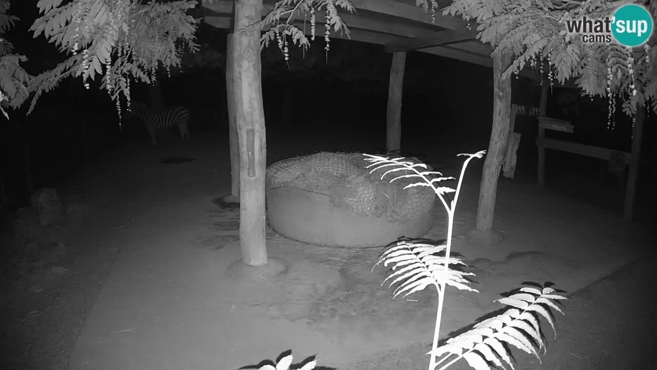 Live Webcam Zebras in Ljubljana ZOO – Slowenien