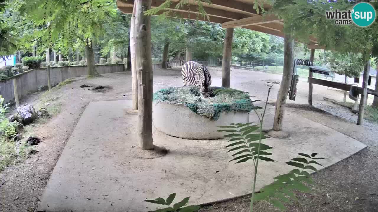 Le Zebre nello ZOO di Ljubljana – Slovenia Live webcam