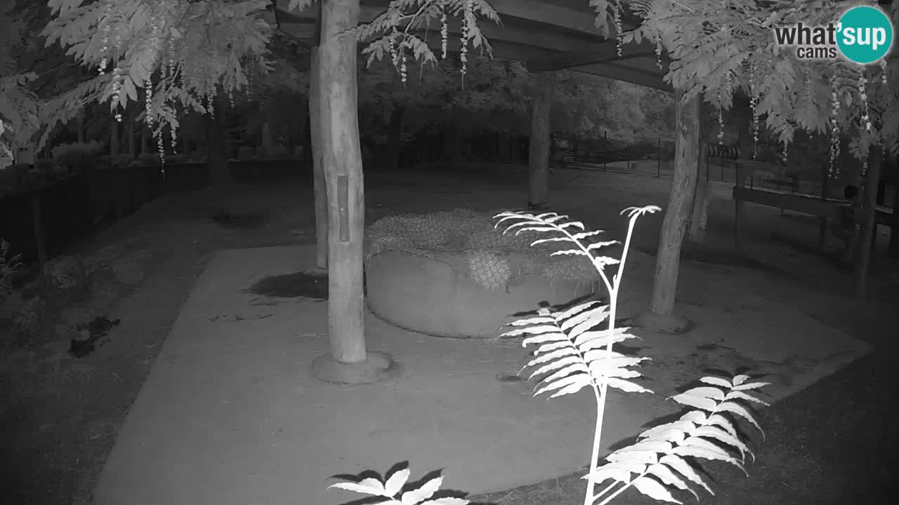 Live Webcam Zebras in Ljubljana ZOO – Slowenien