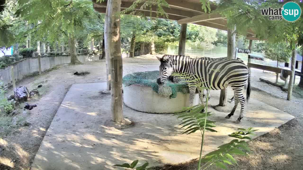 Live Webcam Zebras in Ljubljana ZOO – Slowenien