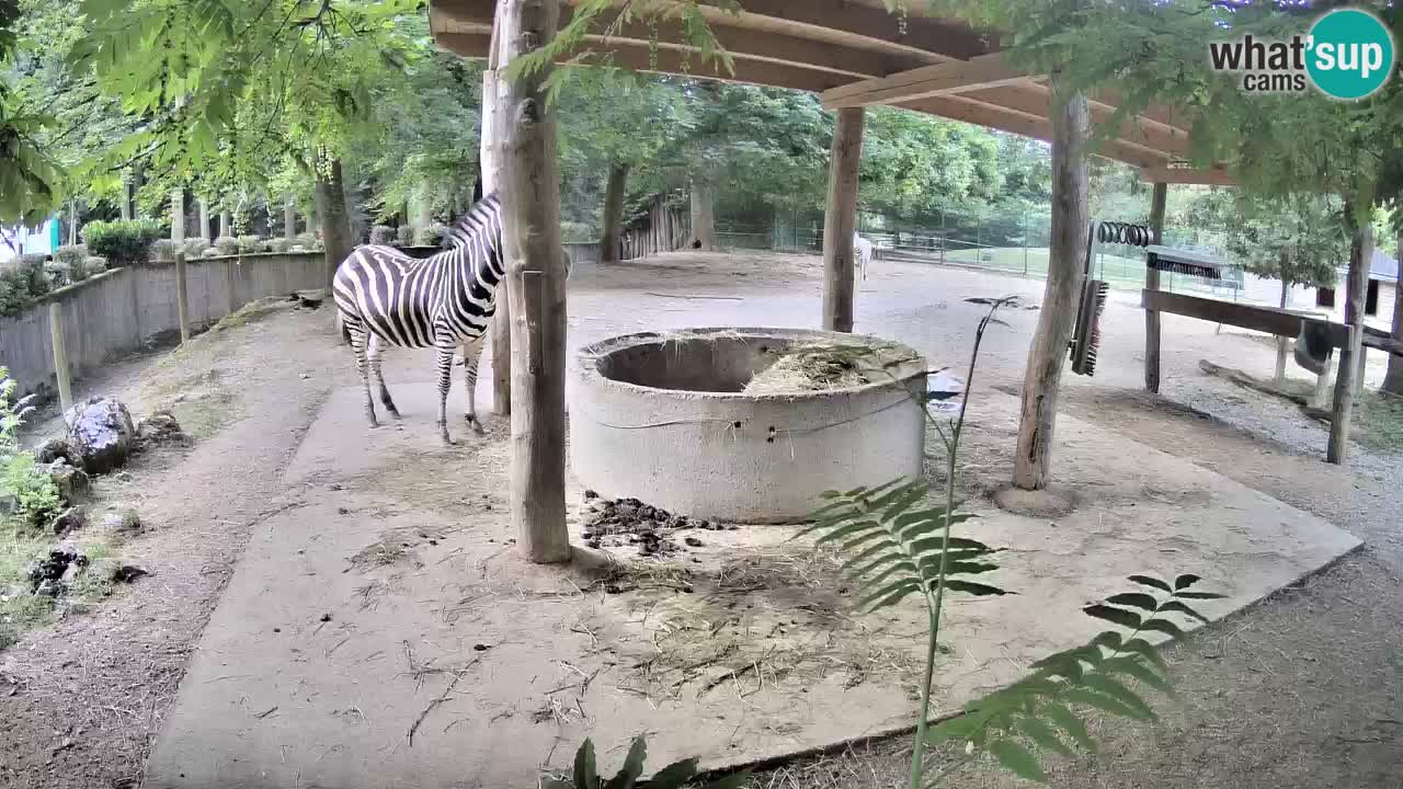 Camera en vivo Cebras in Ljubljana ZOO – Eslovenia