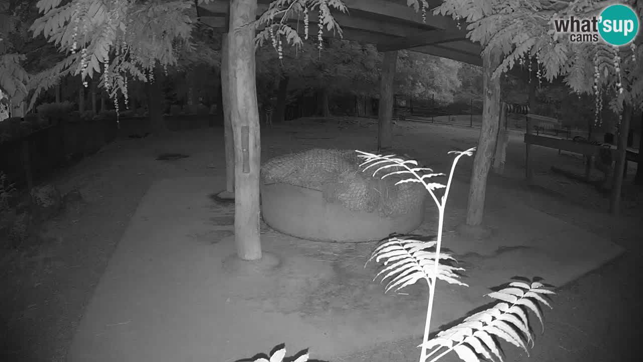 Live webcam Les zèbres in Ljubljana ZOO – Slovénie