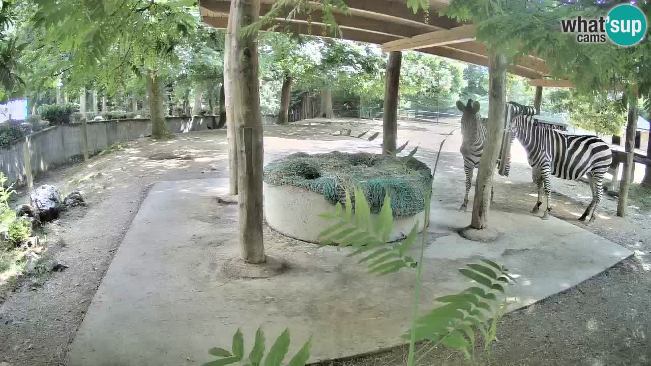 Zebre v živo v živalskem vrtu Ljubljana ZOO spletne kamere