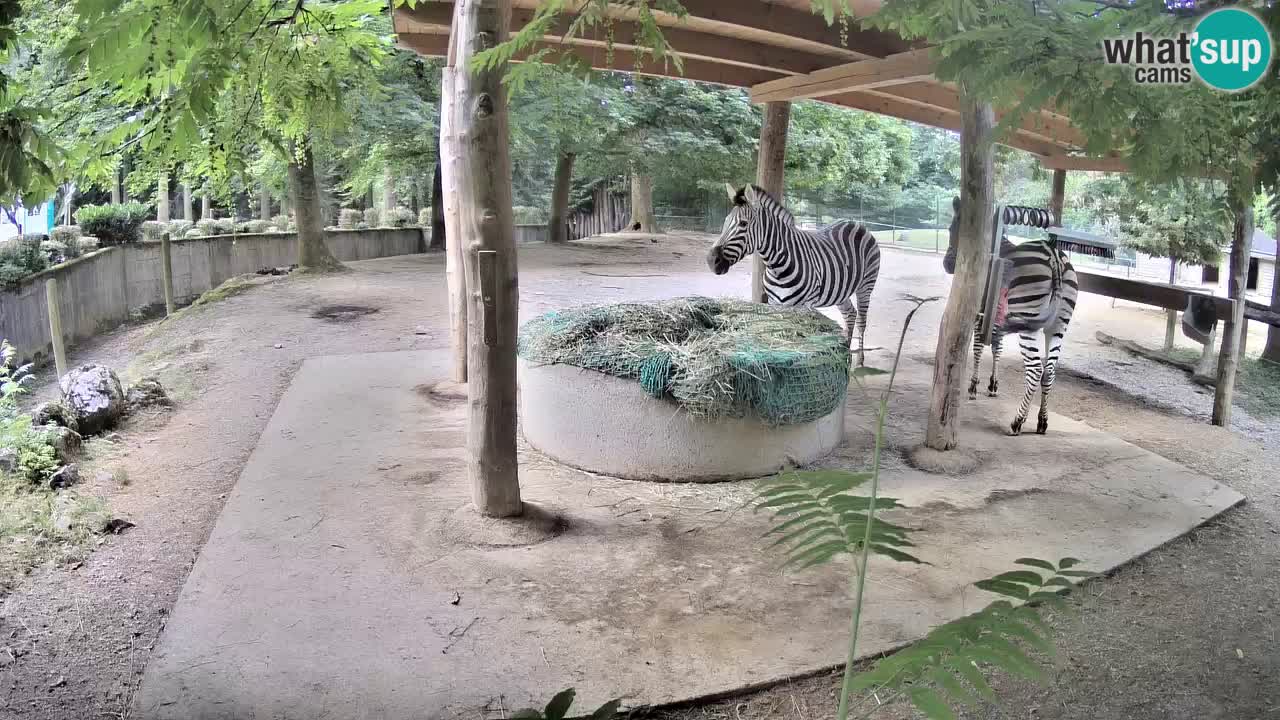 Le Zebre nello ZOO di Ljubljana – Slovenia Live webcam