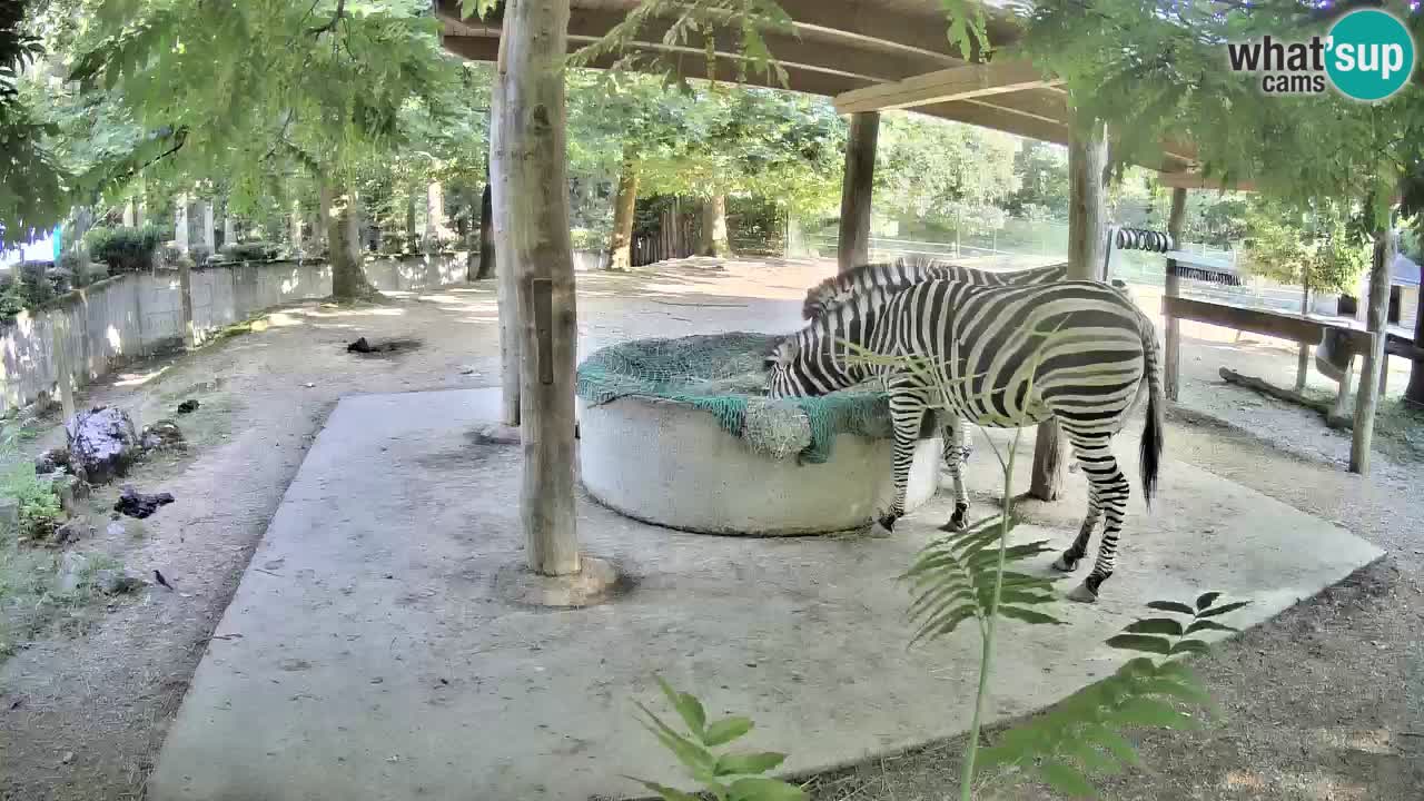 Camera en vivo Cebras in Ljubljana ZOO – Eslovenia