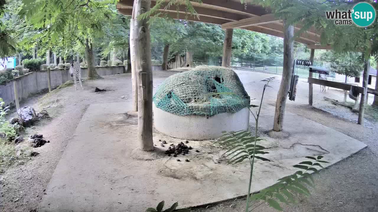 Live Webcam Zebras in Ljubljana ZOO – Slowenien