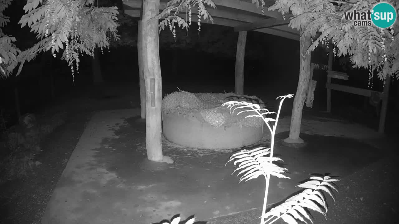Live Webcam Zebras in Ljubljana ZOO – Slowenien