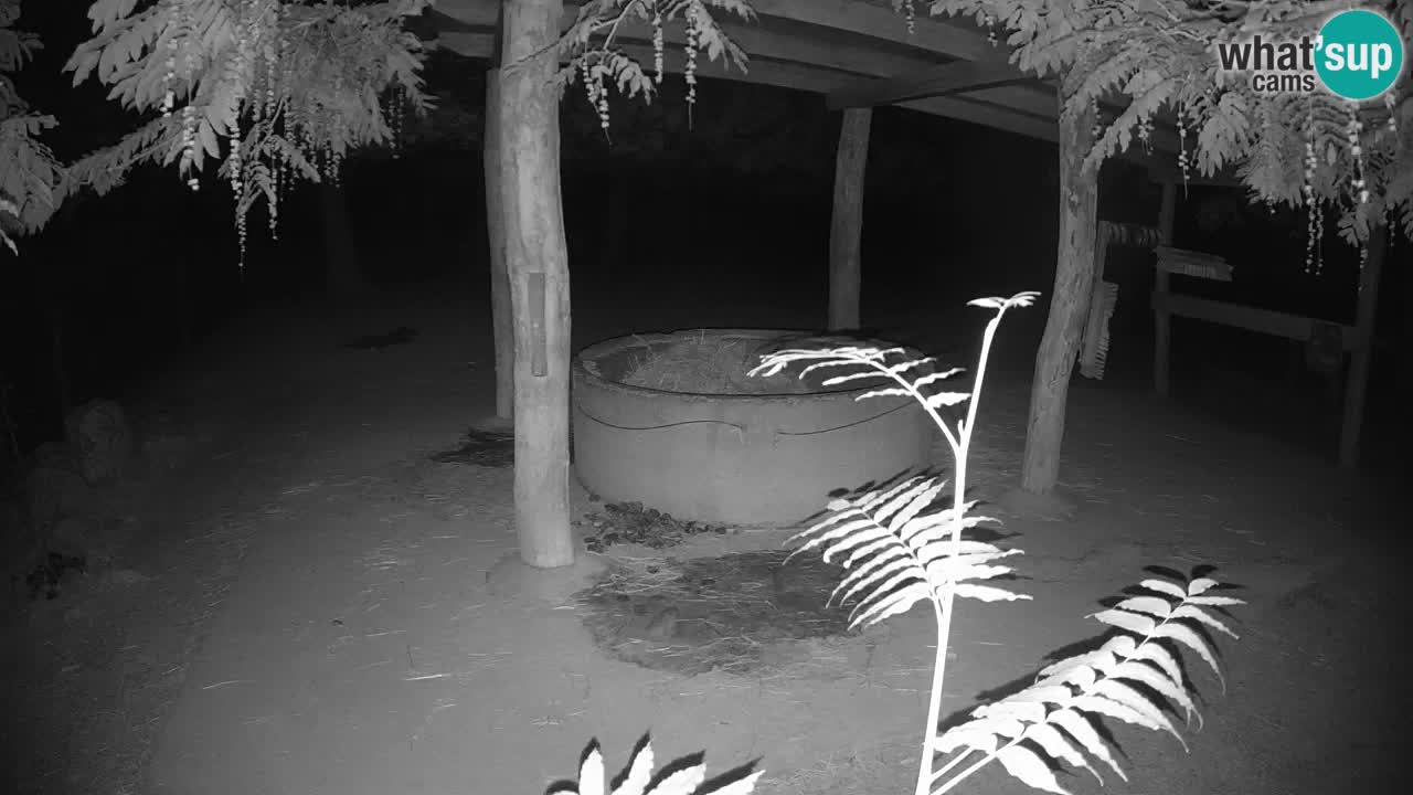 Zebre v živo v živalskem vrtu Ljubljana ZOO spletne kamere