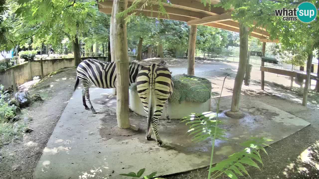 Live Webcam Zebras in Ljubljana ZOO – Slowenien