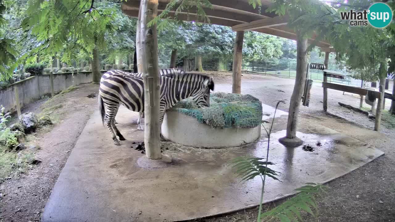 Camera en vivo Cebras in Ljubljana ZOO – Eslovenia