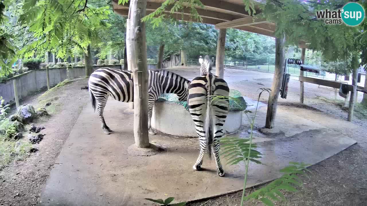 Live webcam Les zèbres in Ljubljana ZOO – Slovénie