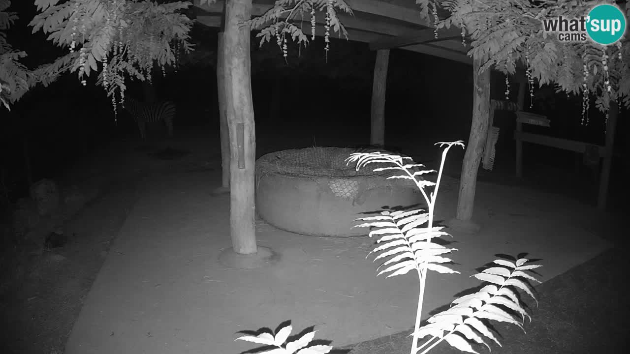 Camera en vivo Cebras in Ljubljana ZOO – Eslovenia