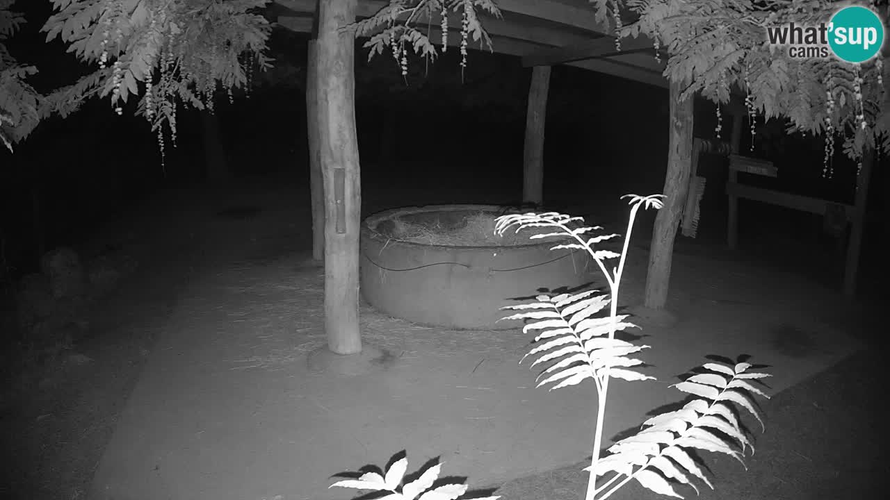 Web kamera uživo Zebras u ZOO Ljubljana – Slovenija