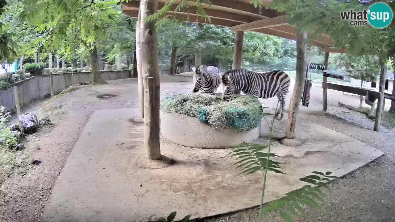 Live webcam Les zèbres in Ljubljana ZOO – Slovénie