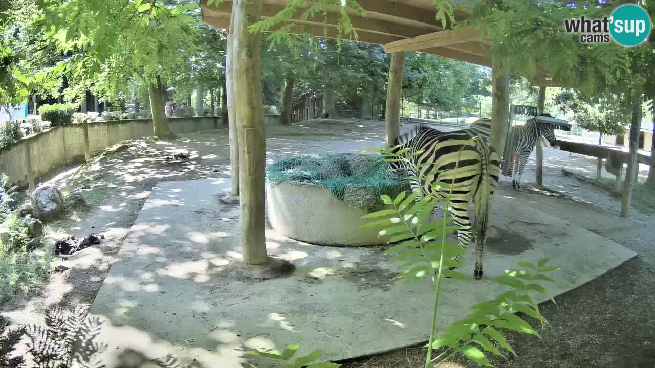 Live webcam Les zèbres in Ljubljana ZOO – Slovénie
