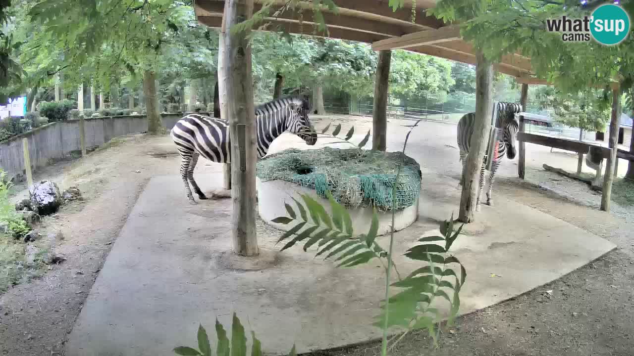 Web kamera uživo Zebras u ZOO Ljubljana – Slovenija