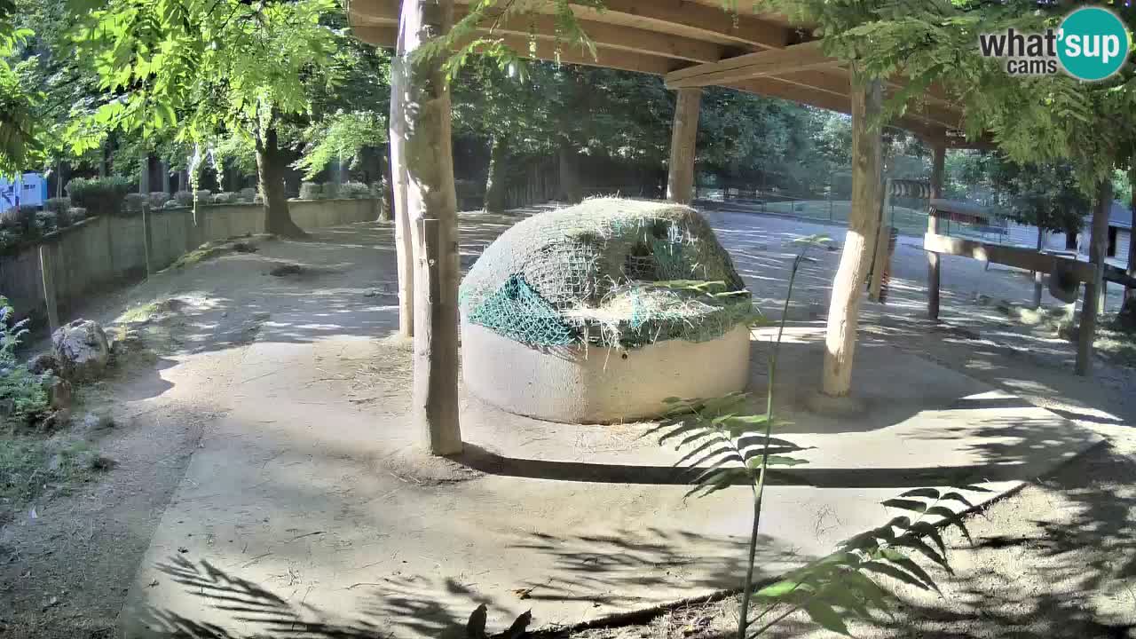 Live webcam Zebras in Ljubljana ZOO – Slovenia