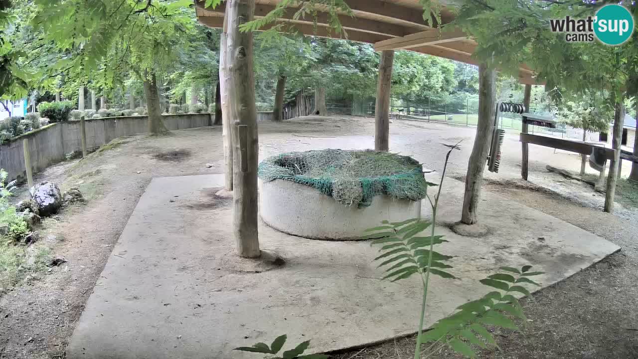 Le Zebre nello ZOO di Ljubljana – Slovenia Live webcam