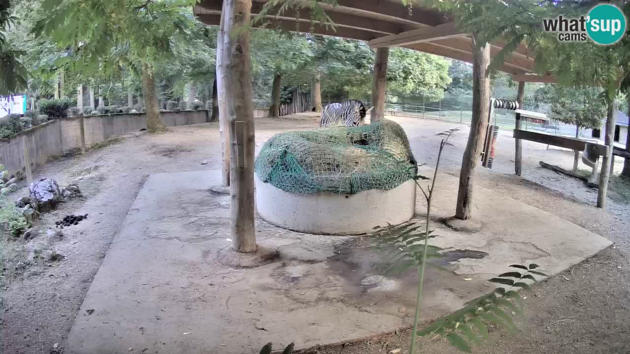 Live webcam Zebras in Ljubljana ZOO – Slovenia