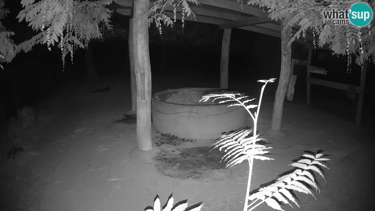 Camera en vivo Cebras in Ljubljana ZOO – Eslovenia