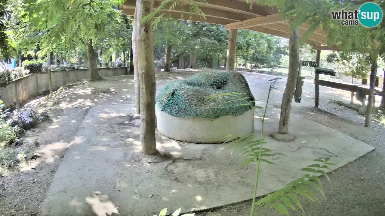 Zebre v živo v živalskem vrtu Ljubljana ZOO spletne kamere