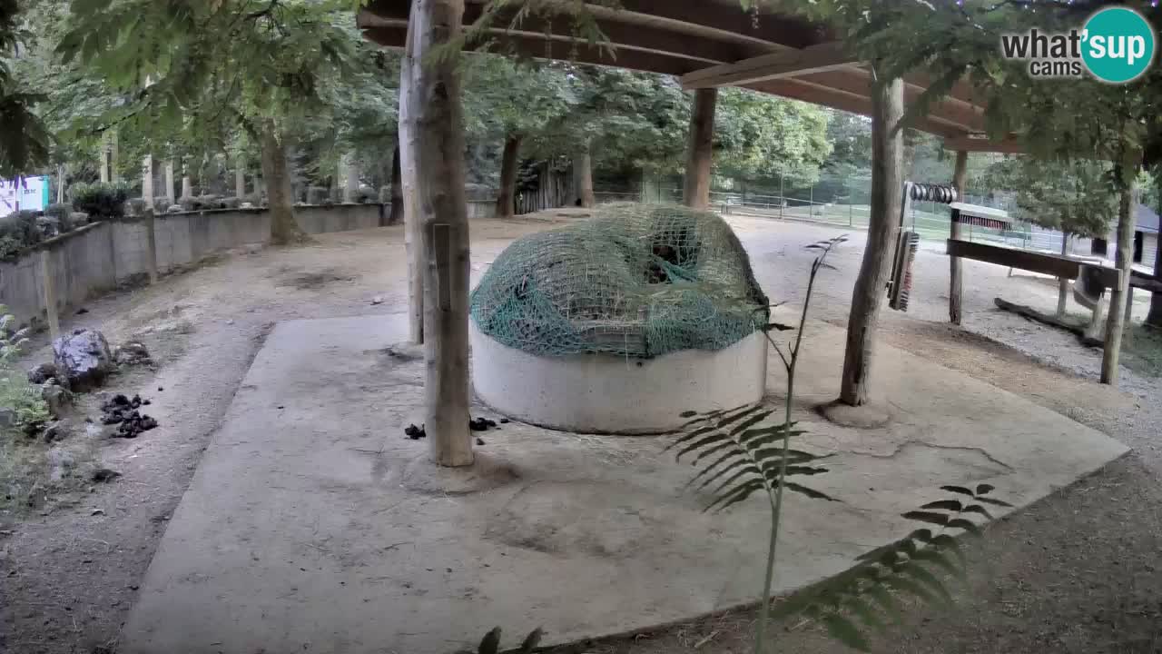 Le Zebre nello ZOO di Ljubljana – Slovenia Live webcam
