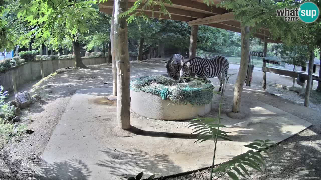 Live Webcam Zebras in Ljubljana ZOO – Slowenien