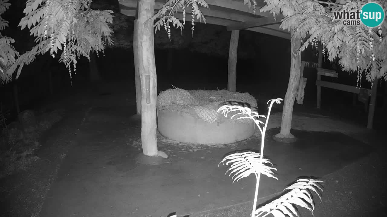 Live webcam Zebras in Ljubljana ZOO – Slovenia