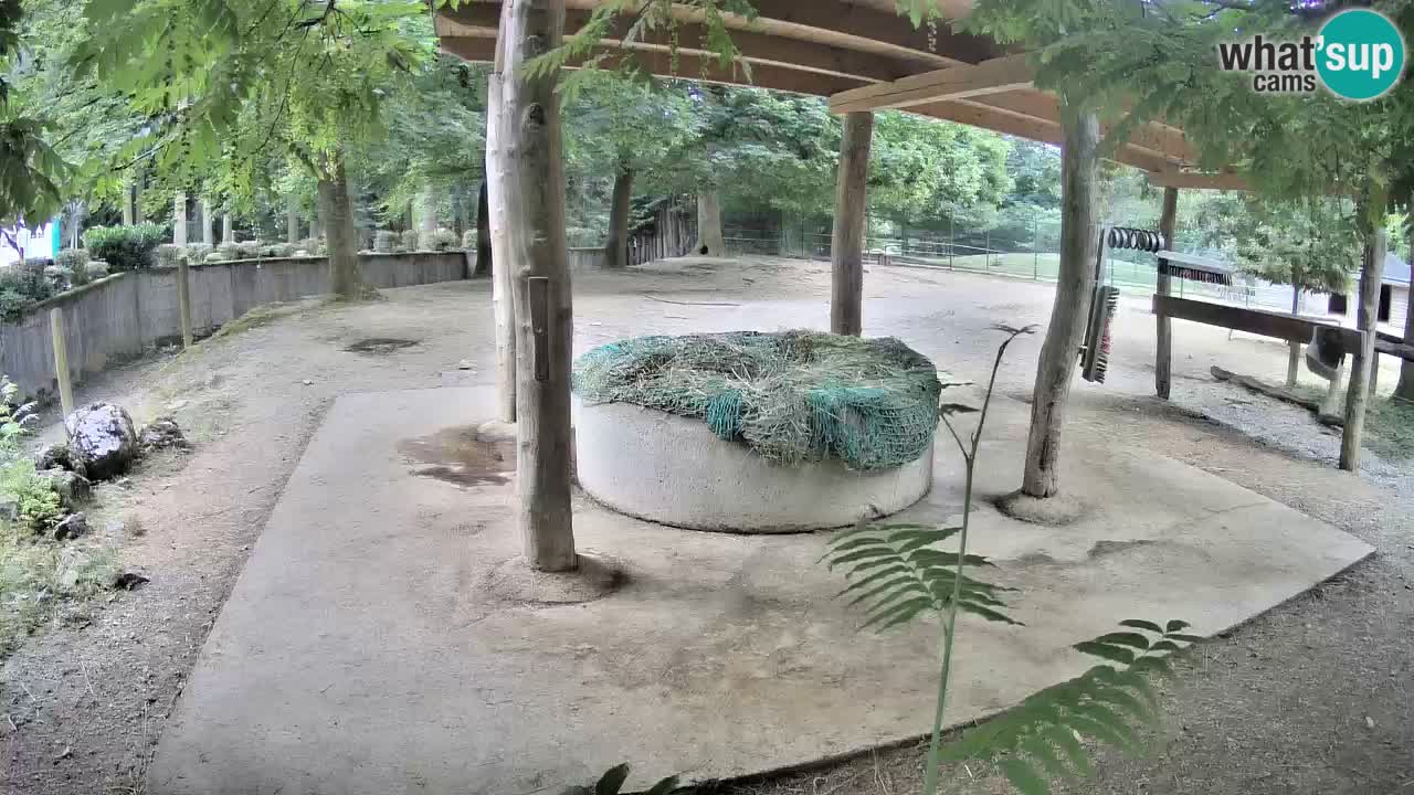 Web kamera uživo Zebras u ZOO Ljubljana – Slovenija