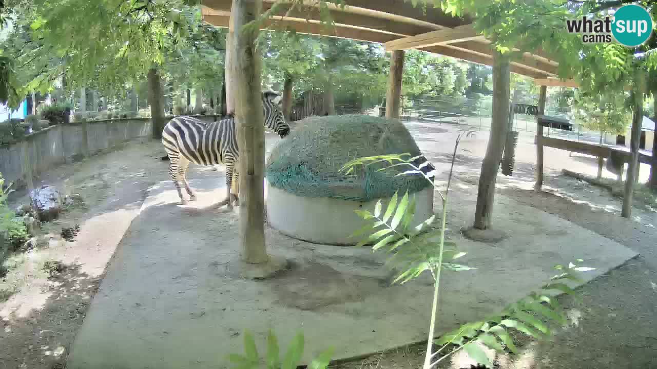 Live webcam Les zèbres in Ljubljana ZOO – Slovénie