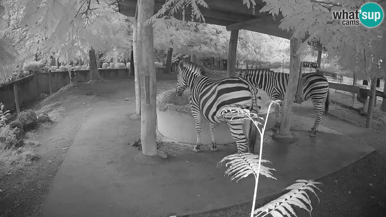 Zebre v živo v živalskem vrtu Ljubljana ZOO spletne kamere