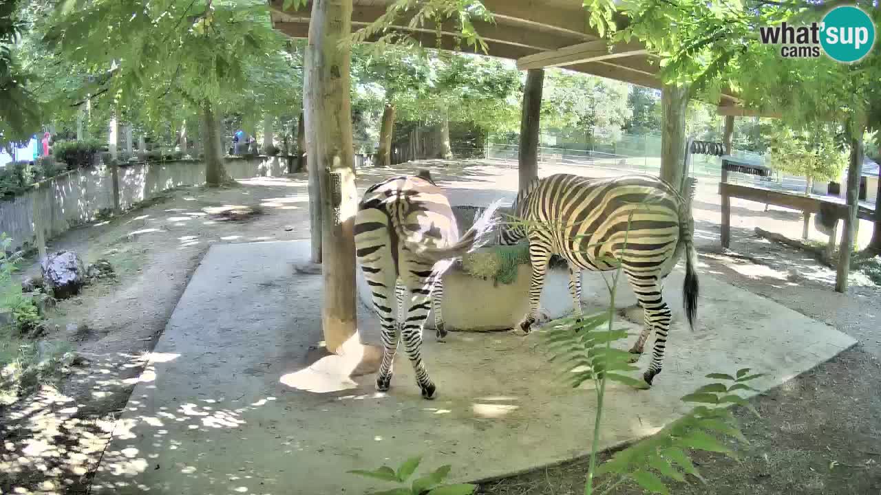Live webcam Les zèbres in Ljubljana ZOO – Slovénie
