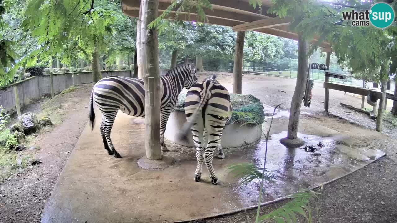 Live webcam Zebras in Ljubljana ZOO – Slovenia