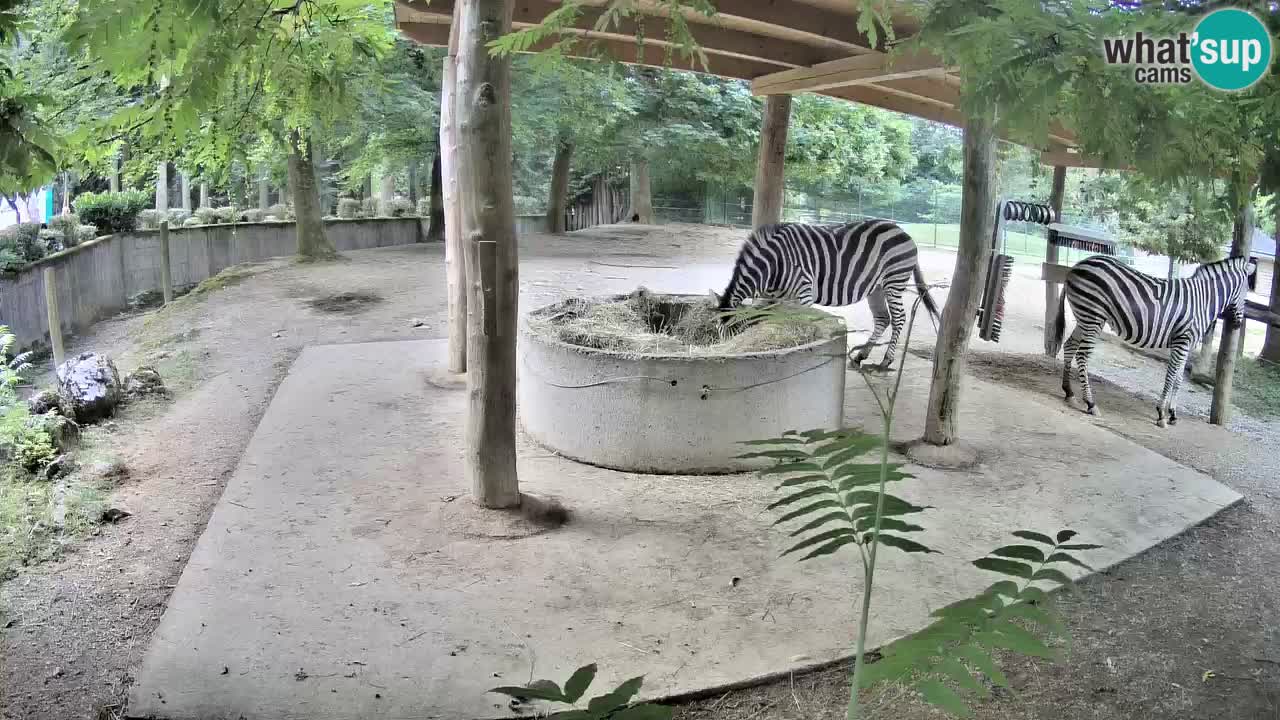 Live webcam Zebras in Ljubljana ZOO – Slovenia