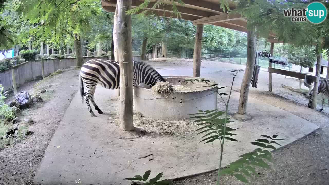 Live webcam Les zèbres in Ljubljana ZOO – Slovénie