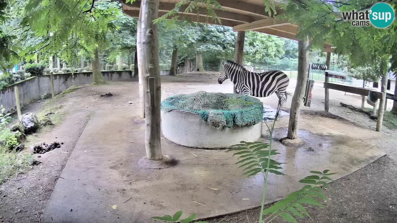 Zebre v živo v živalskem vrtu Ljubljana ZOO spletne kamere