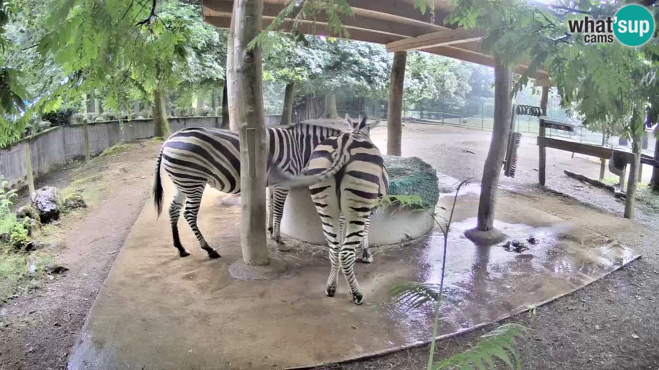 Zebre v živo v živalskem vrtu Ljubljana ZOO spletne kamere