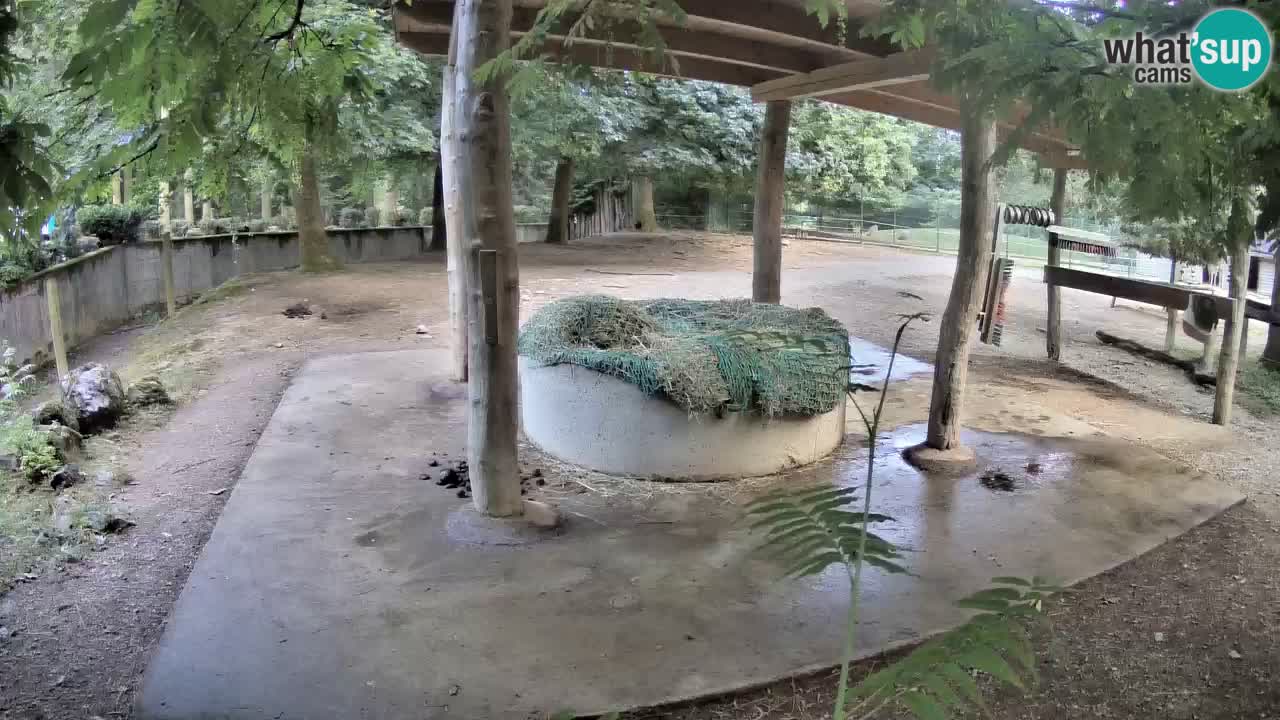 Le Zebre nello ZOO di Ljubljana – Slovenia Live webcam