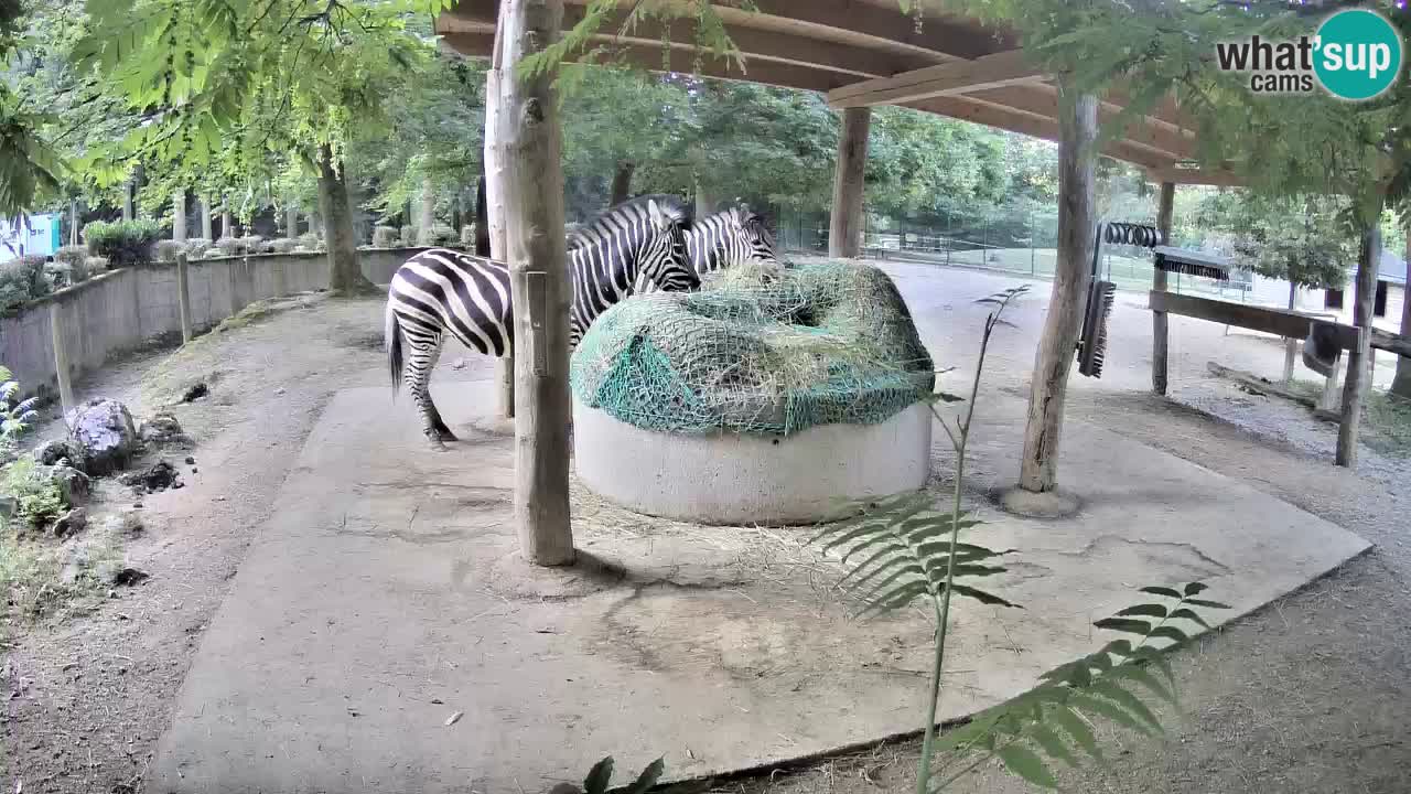 Le Zebre nello ZOO di Ljubljana – Slovenia Live webcam
