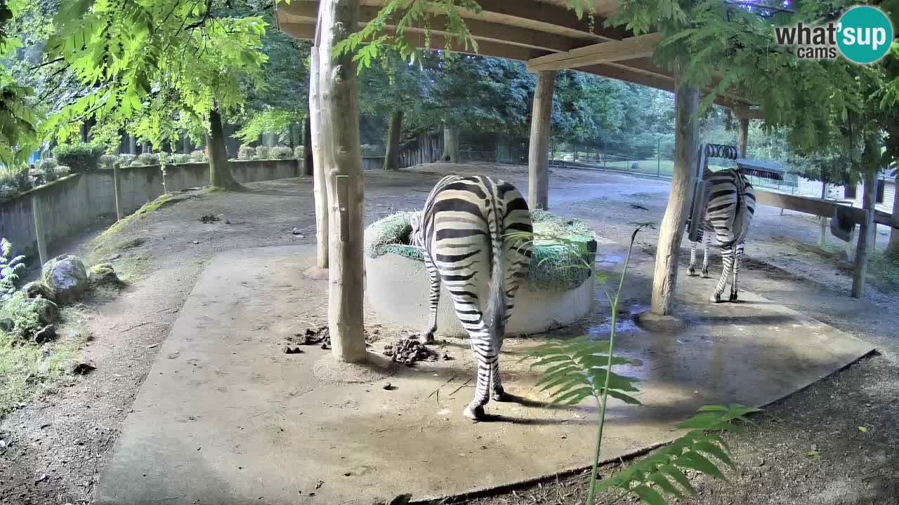Le Zebre nello ZOO di Ljubljana – Slovenia Live webcam