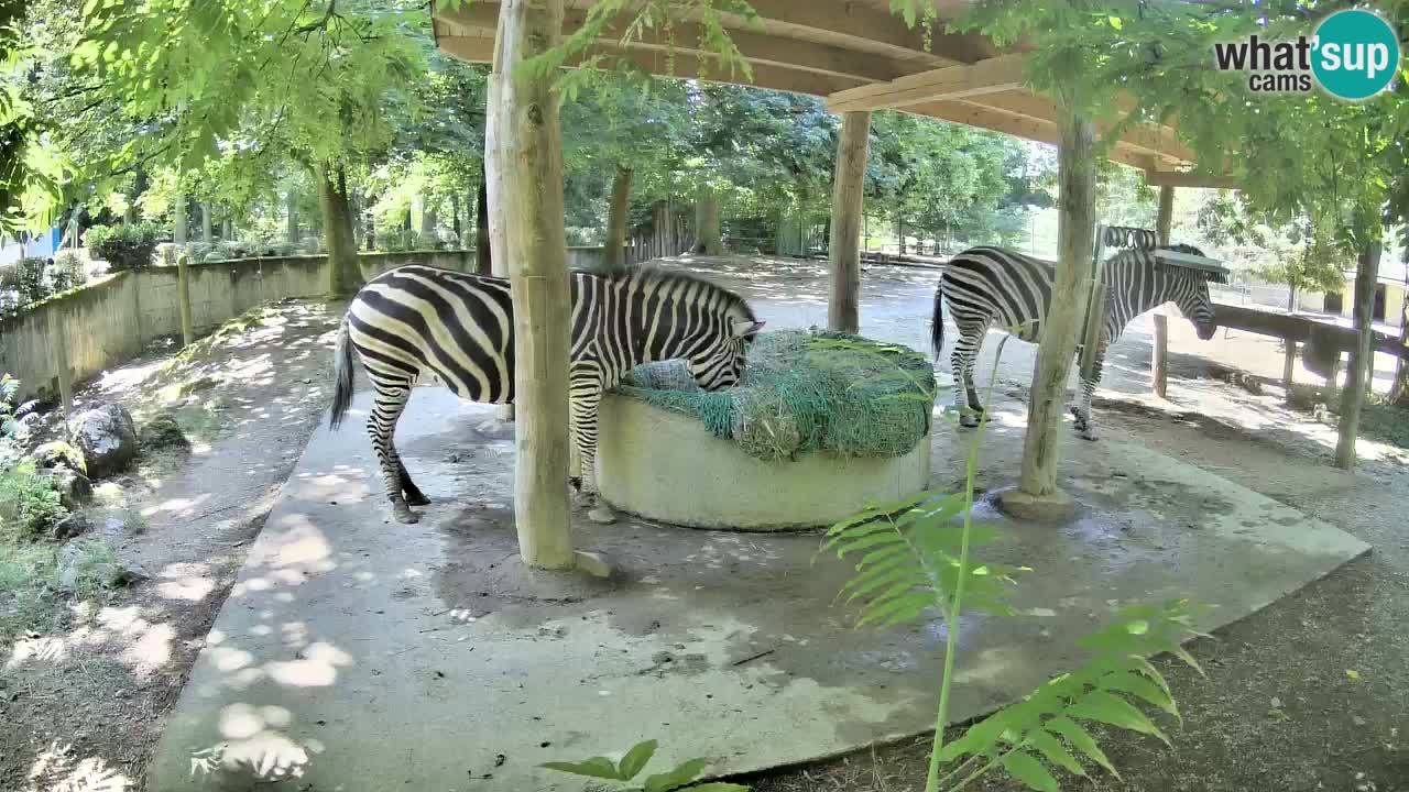 Live Webcam Zebras in Ljubljana ZOO – Slowenien