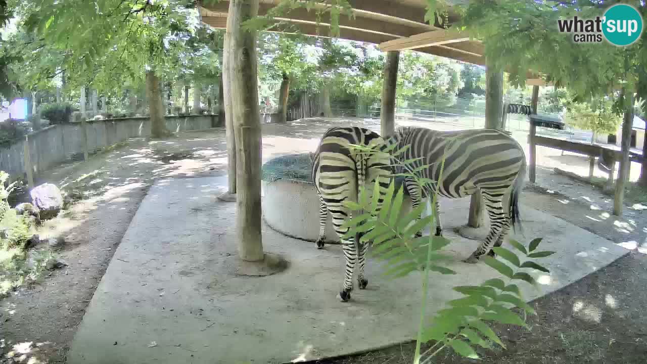 Live Webcam Zebras in Ljubljana ZOO – Slowenien