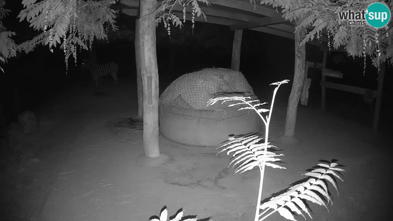 Live webcam Zebras in Ljubljana ZOO – Slovenia